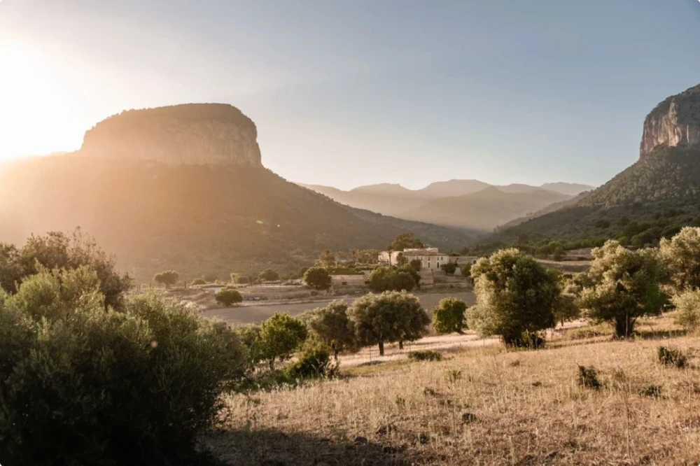 A rural Mallorca property surrounded by olive trees